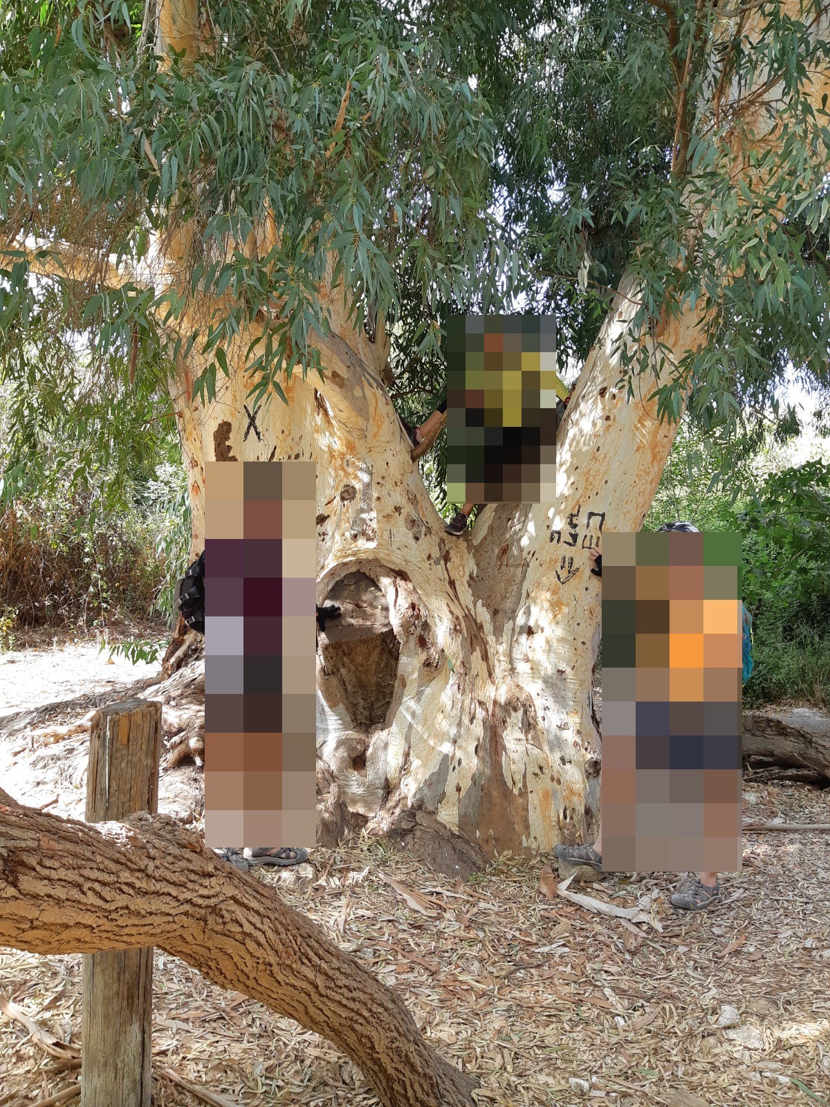 מי דמומית